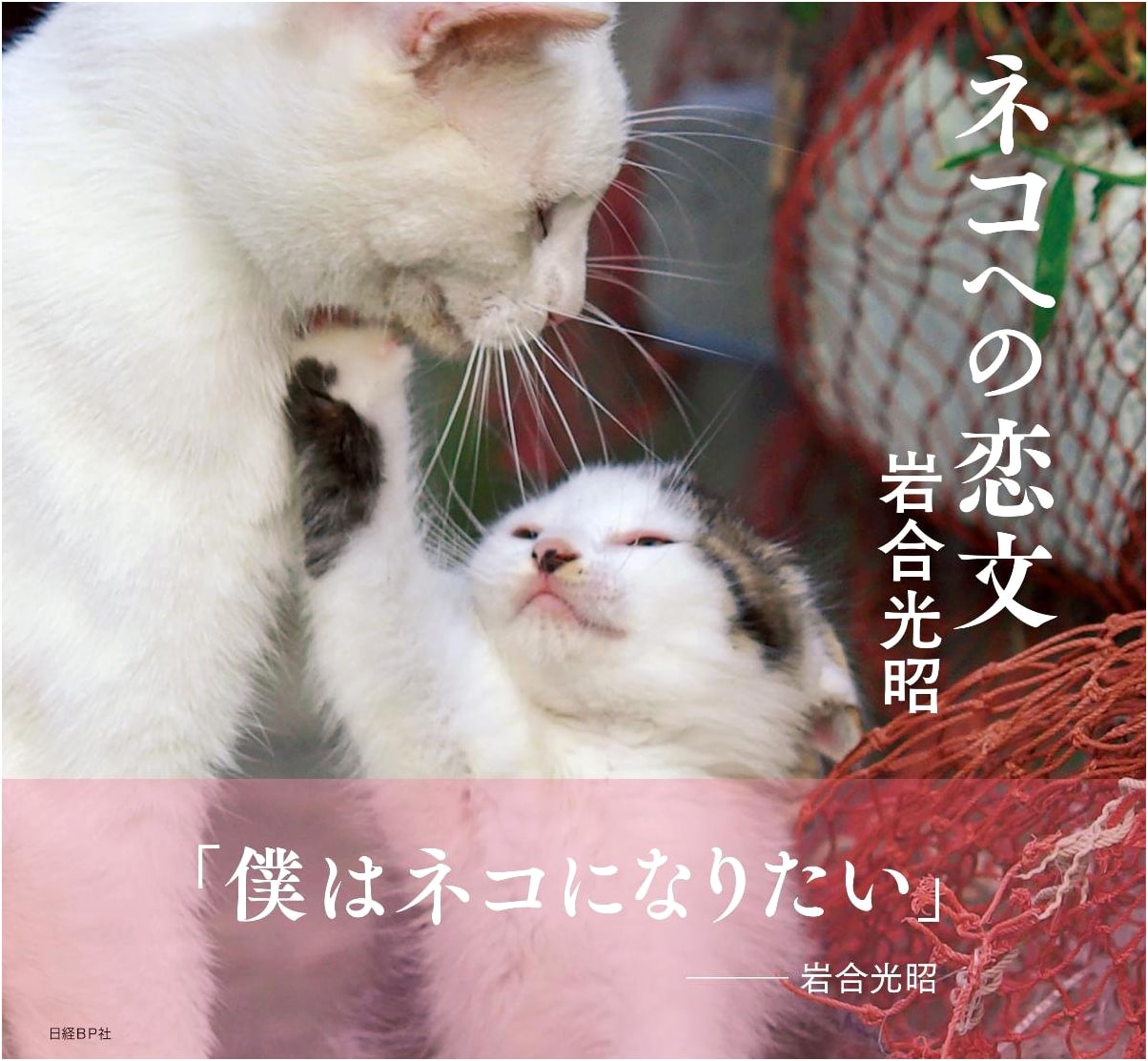 Love Letters to Cats by Mitsuaki Iwago
