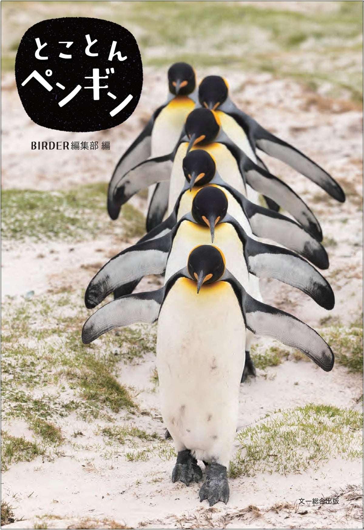 All About Penguins