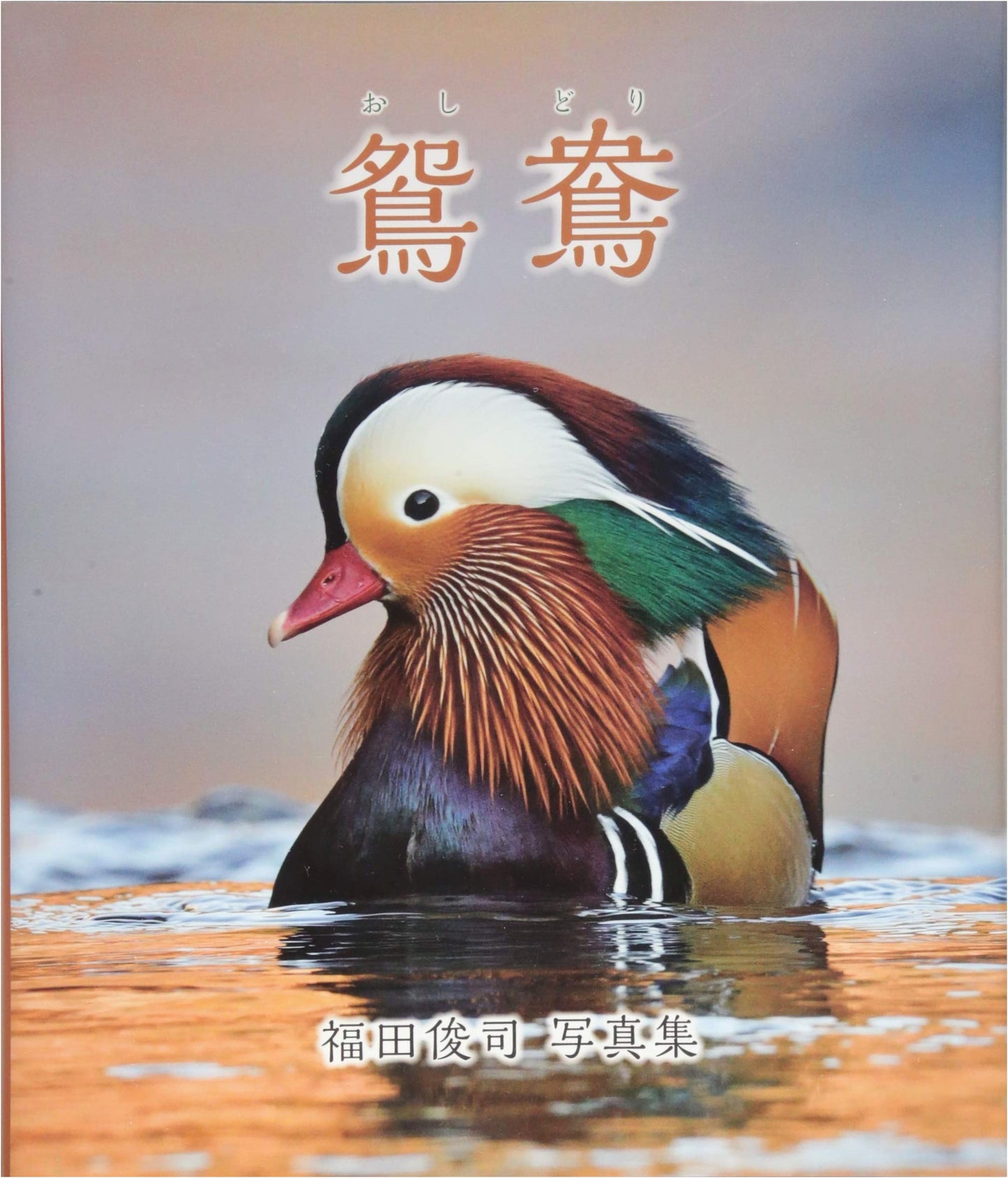 Mandarin Duck