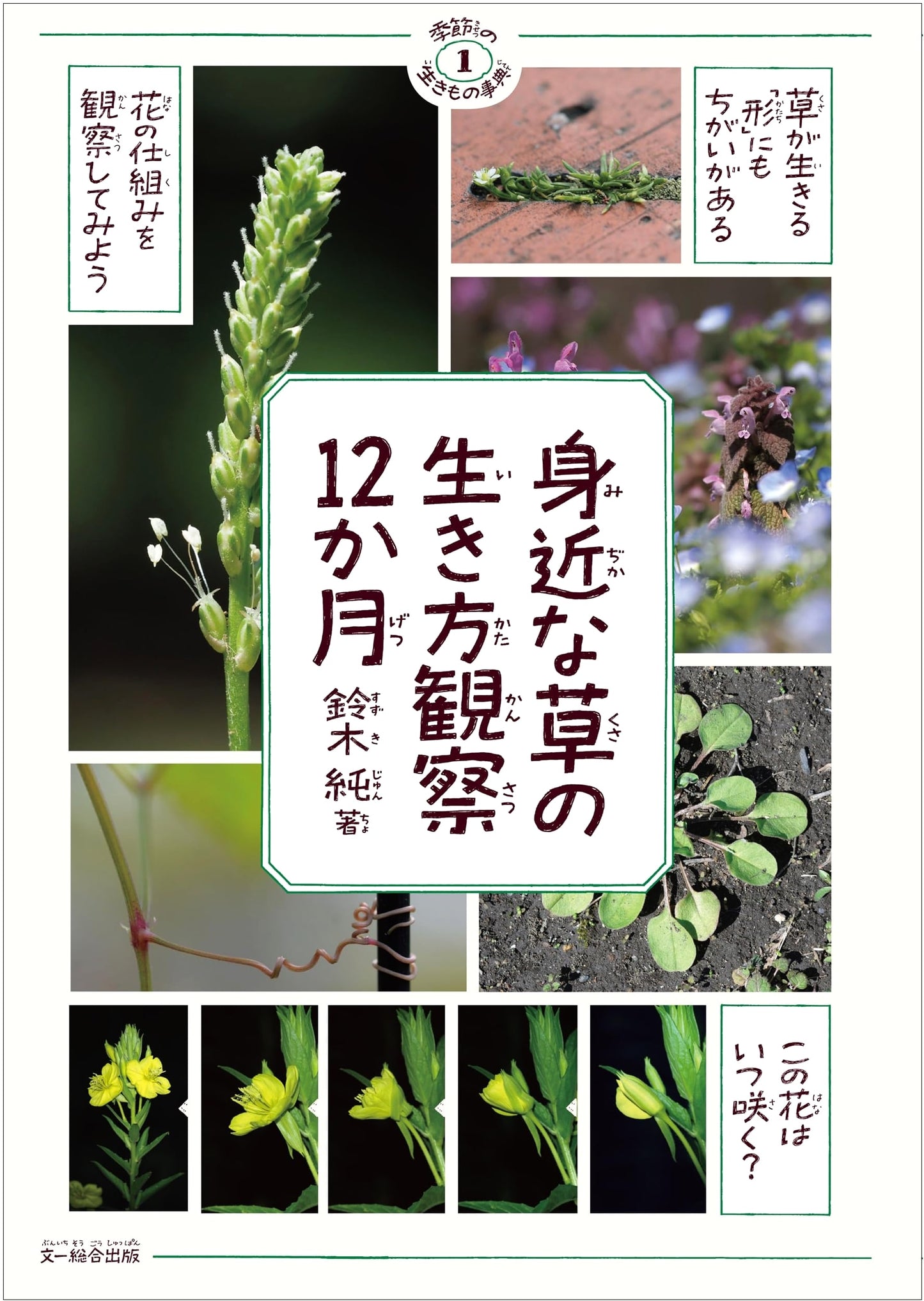 12 Months of Observing Common Weeds: A Seasonal Nature Guide (Vol. 1)