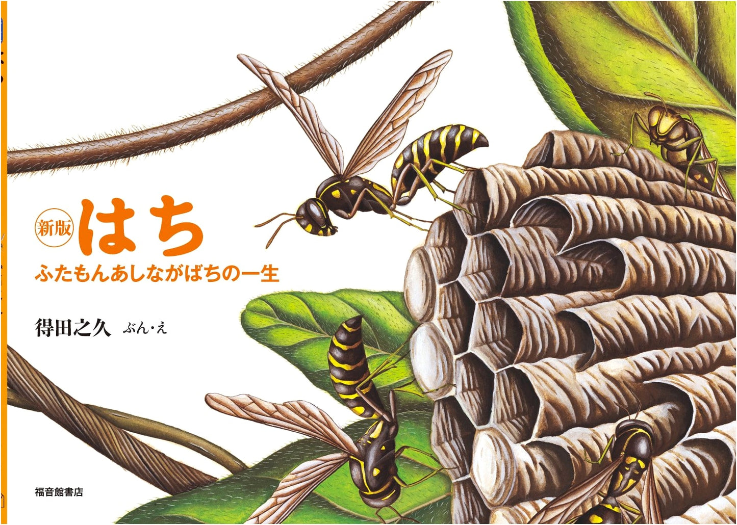 New Edition: The Life Cycle of the Two-Spotted Paper Wasp (Fukuinkan Science Series)