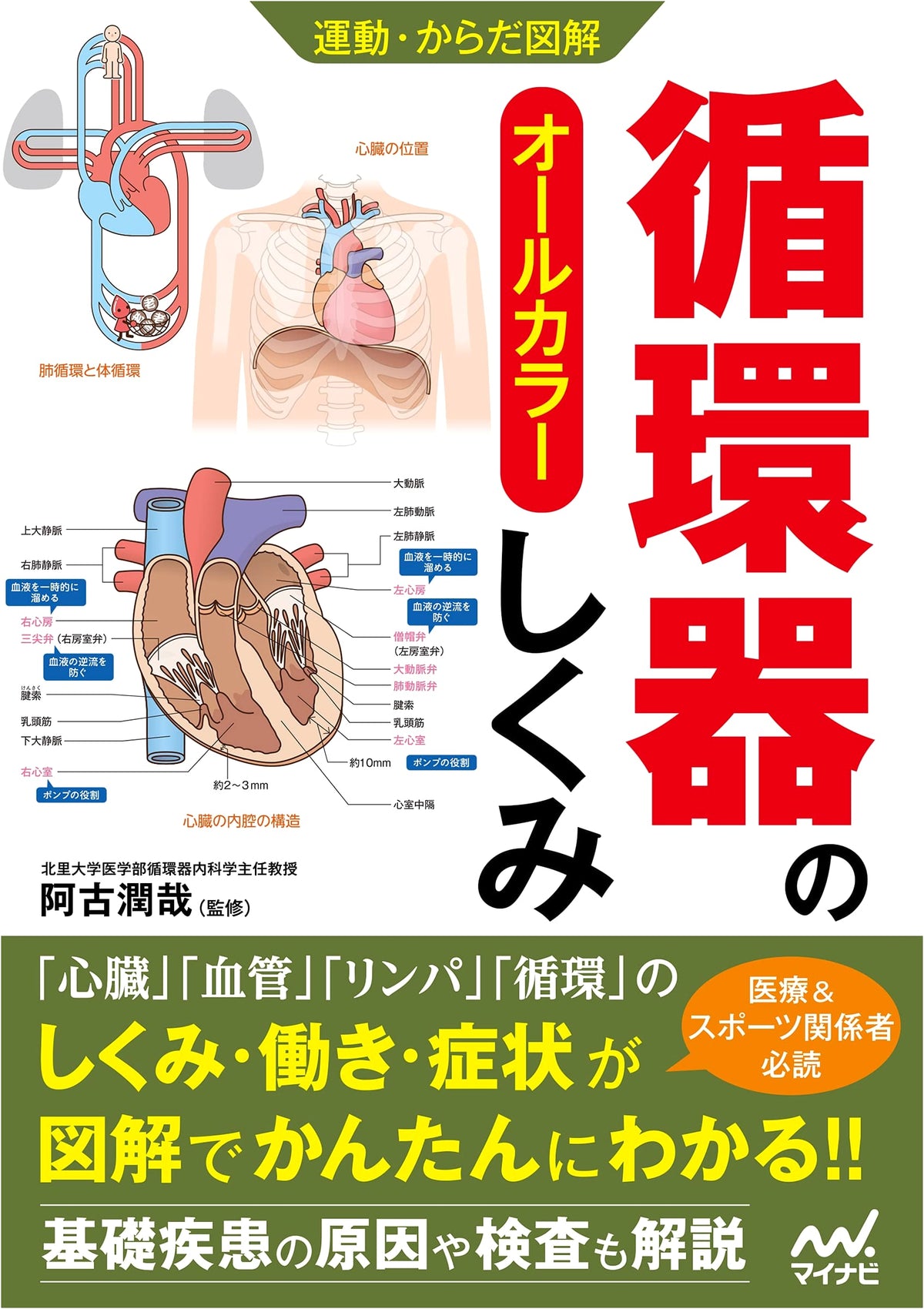 Illustrated Guide to Movement & Body: The Mechanism of the Circulatory System