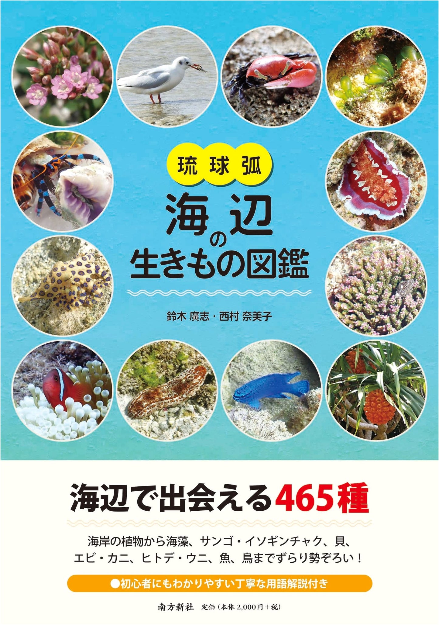 Illustrated Guide to Seashore Creatures of the Ryukyu Archipelago