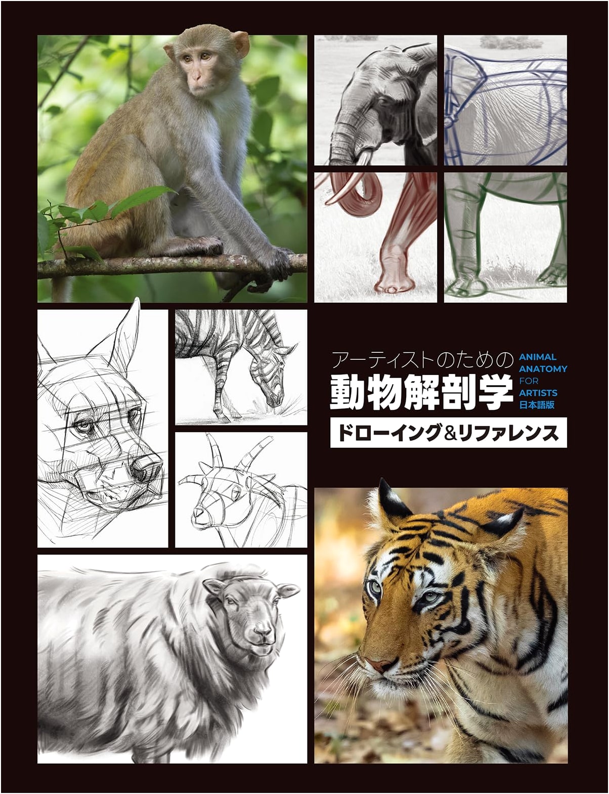 Animal Anatomy for Artists: Drawing & Reference