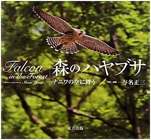 Forest Falcon: Soaring in the Skies of Naniwa
