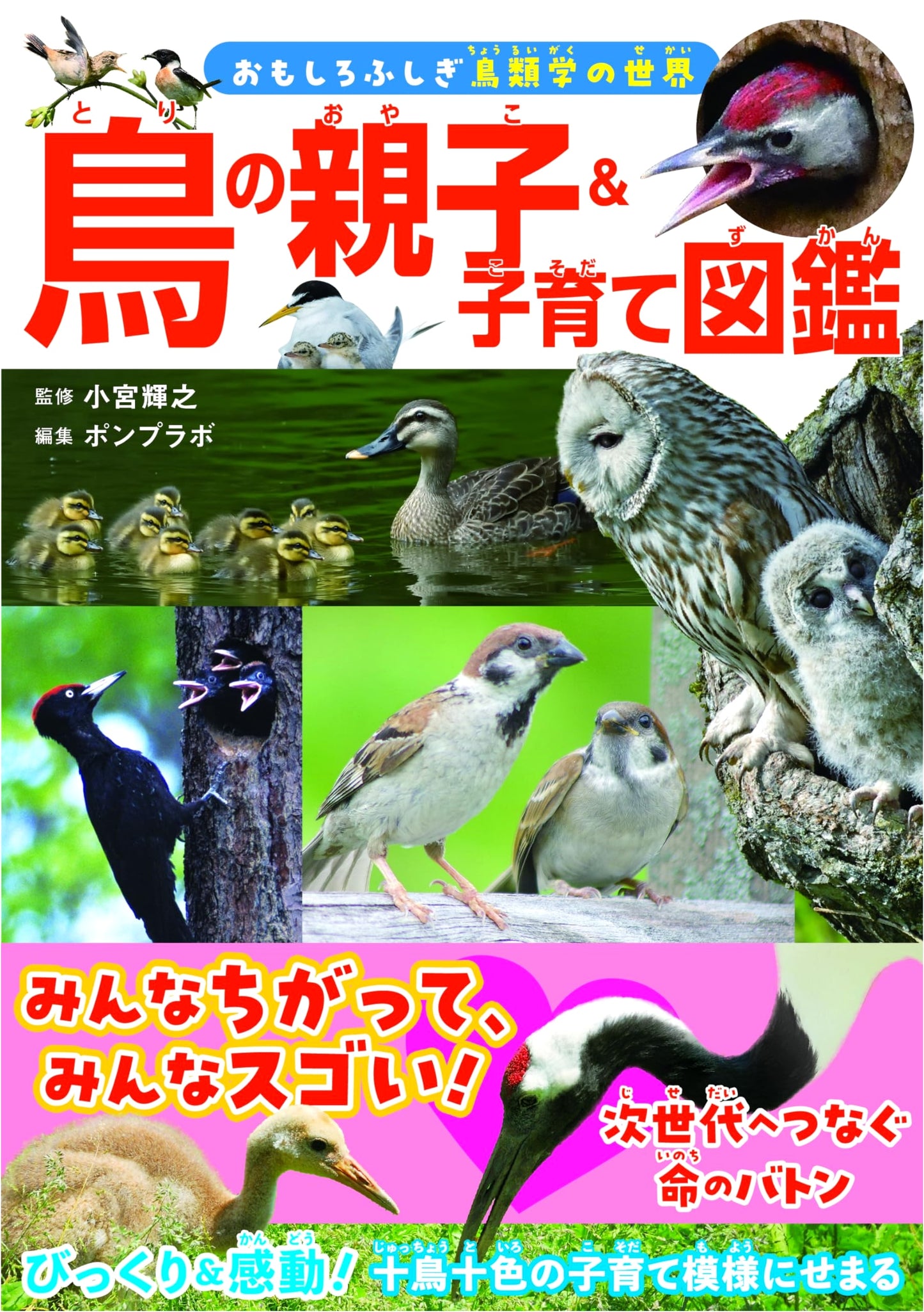 Illustrated Guide to Bird Families & Raising Chicks