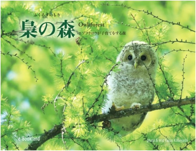 Owl Forest: Hokkaido Owls Raising Their Young