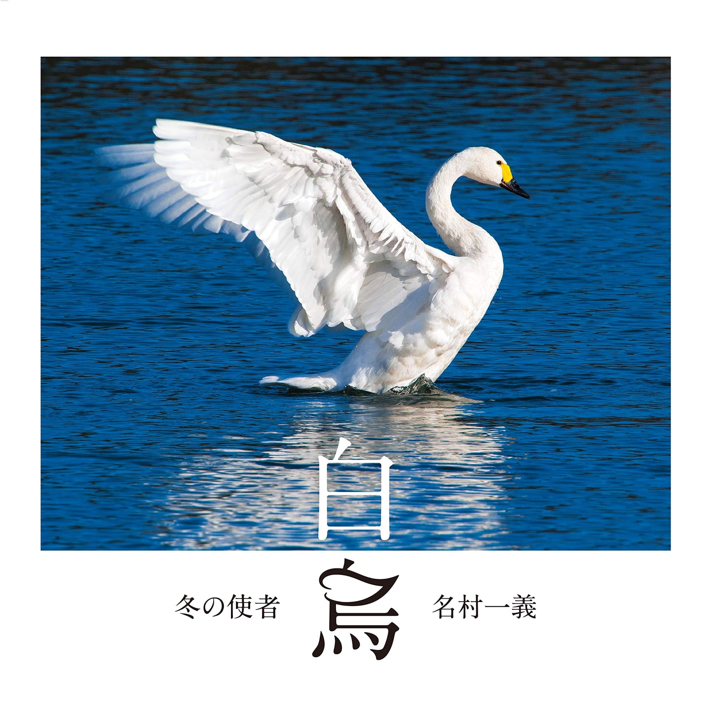 Winter Messenger: Swans - A Photo Collection