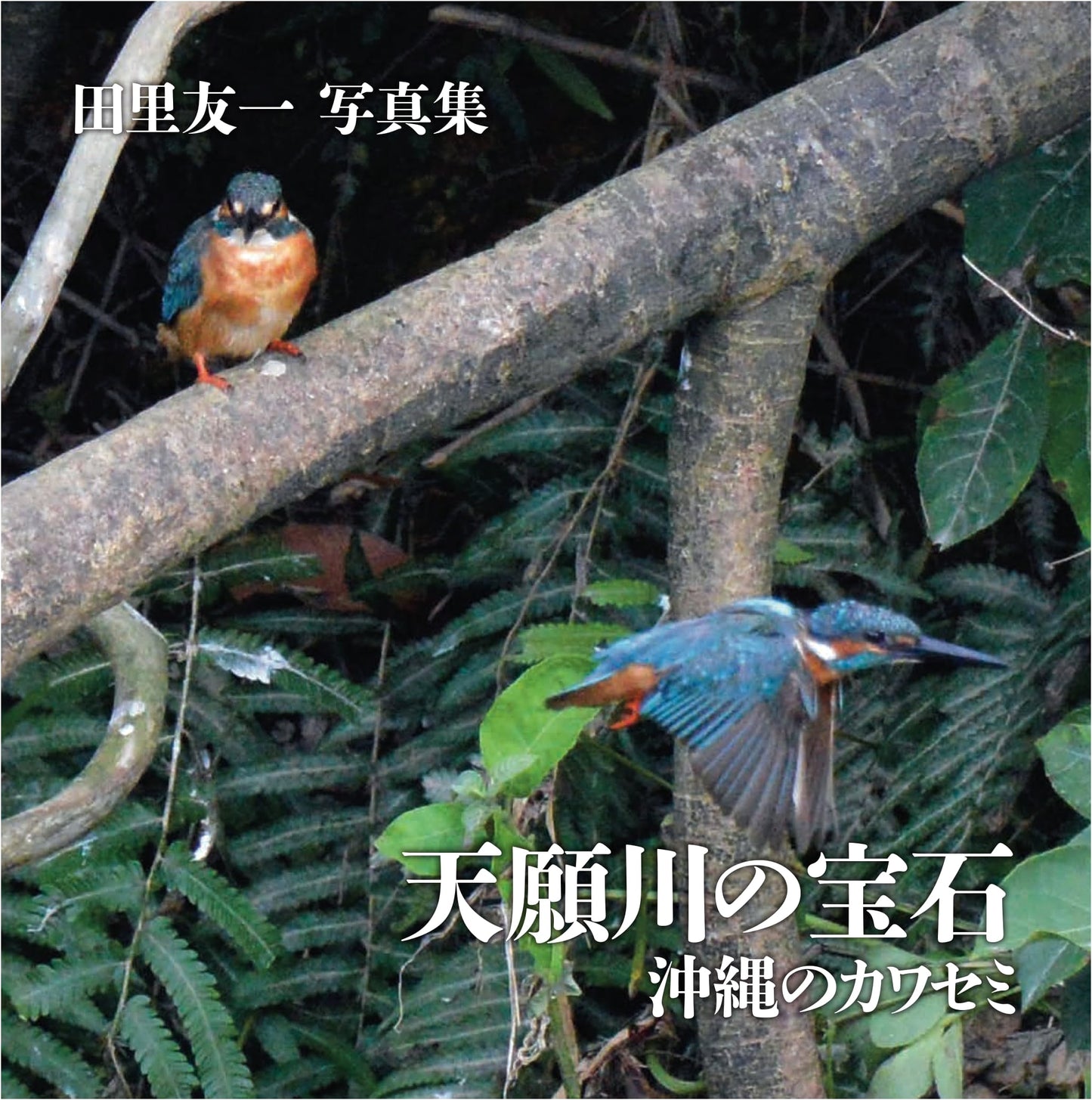 Jewels of Tengawa River: Okinawa's Kingfishers (Photo Book)