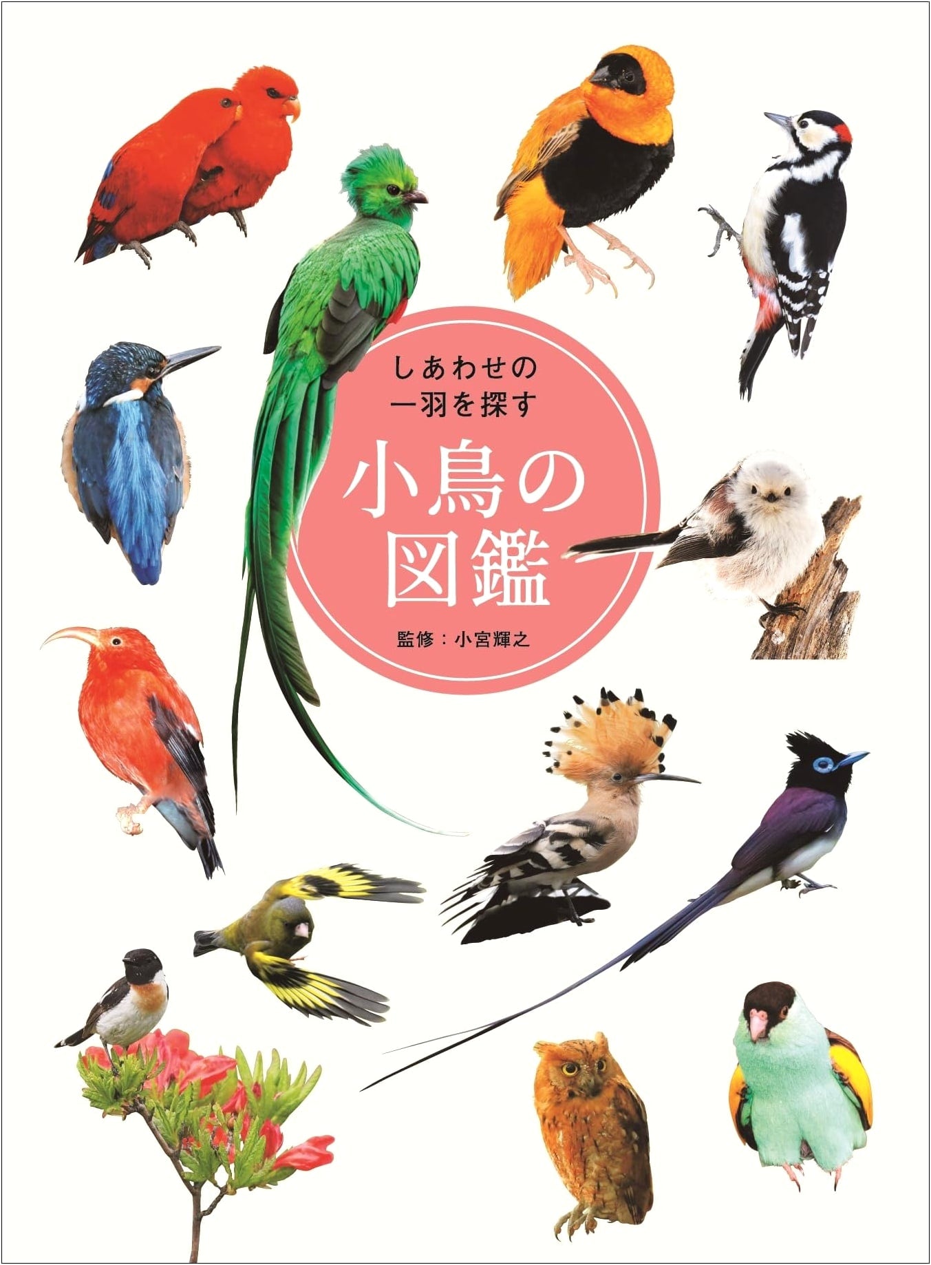 The Illustrated Guide to Little Birds Searching for Happiness