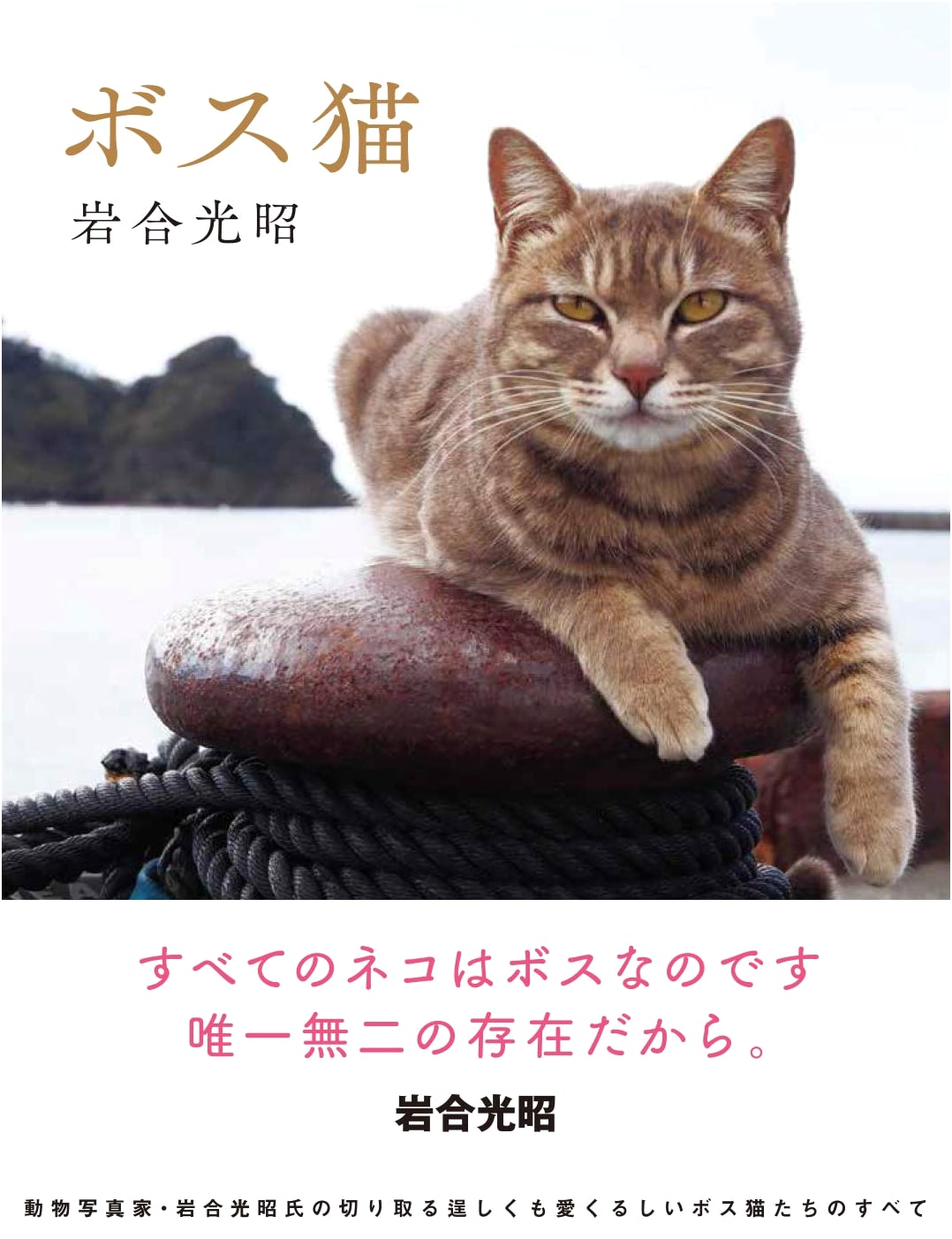 Boss Cat