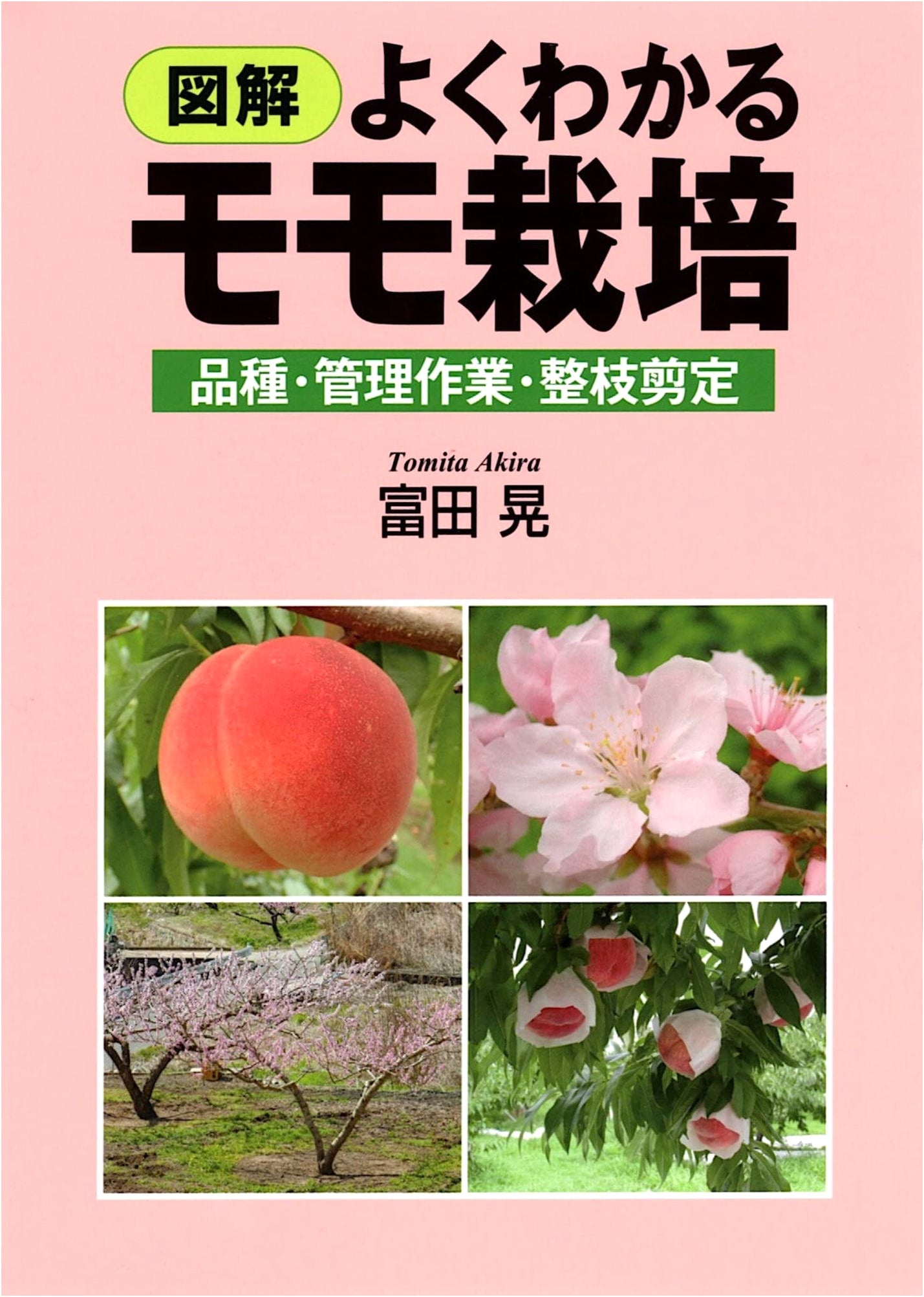 Illustrated Guide to Easy Peach Cultivation: Varieties, Management, Pruning & Training