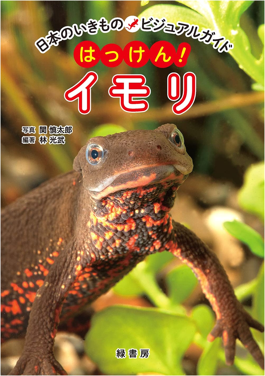 Discover Japanese Wildlife: A Visual Guide to Newts