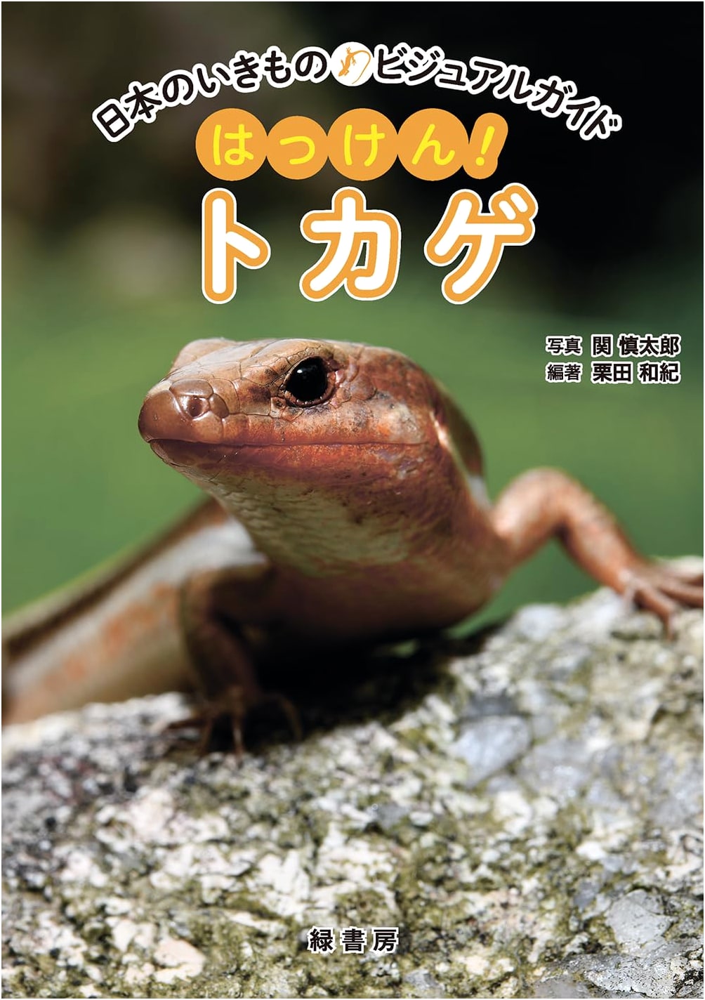 Discover Lizards! A Visual Guide to Japan's Wildlife