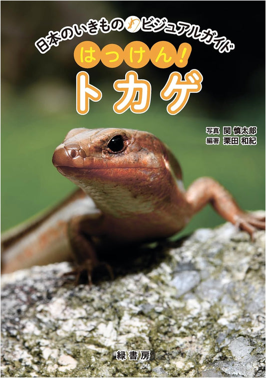 Discover Lizards! A Visual Guide to Japan's Wildlife