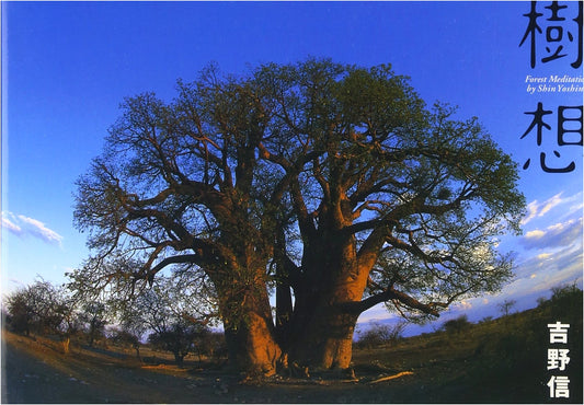 Arboreal Visions: Yoshino Noboru Nature Art Museum