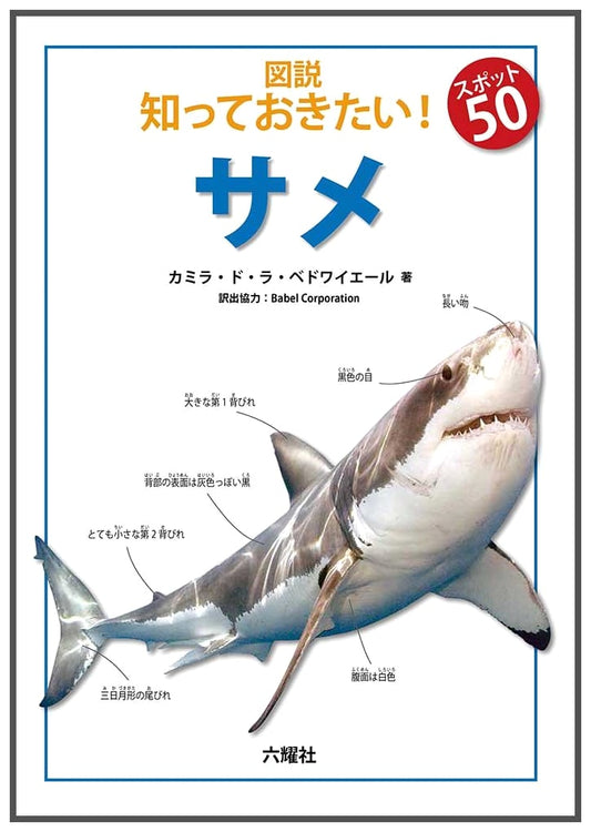 Illustrated Guide to 50 Must-Know Sharks
