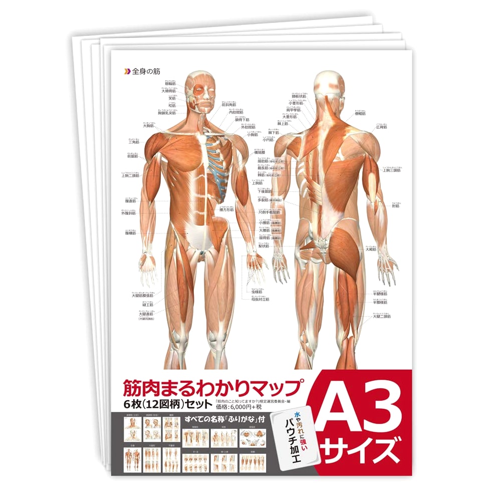 Complete Muscle Anatomy Map Set: 6 Double-Sided Illustrated Sheets