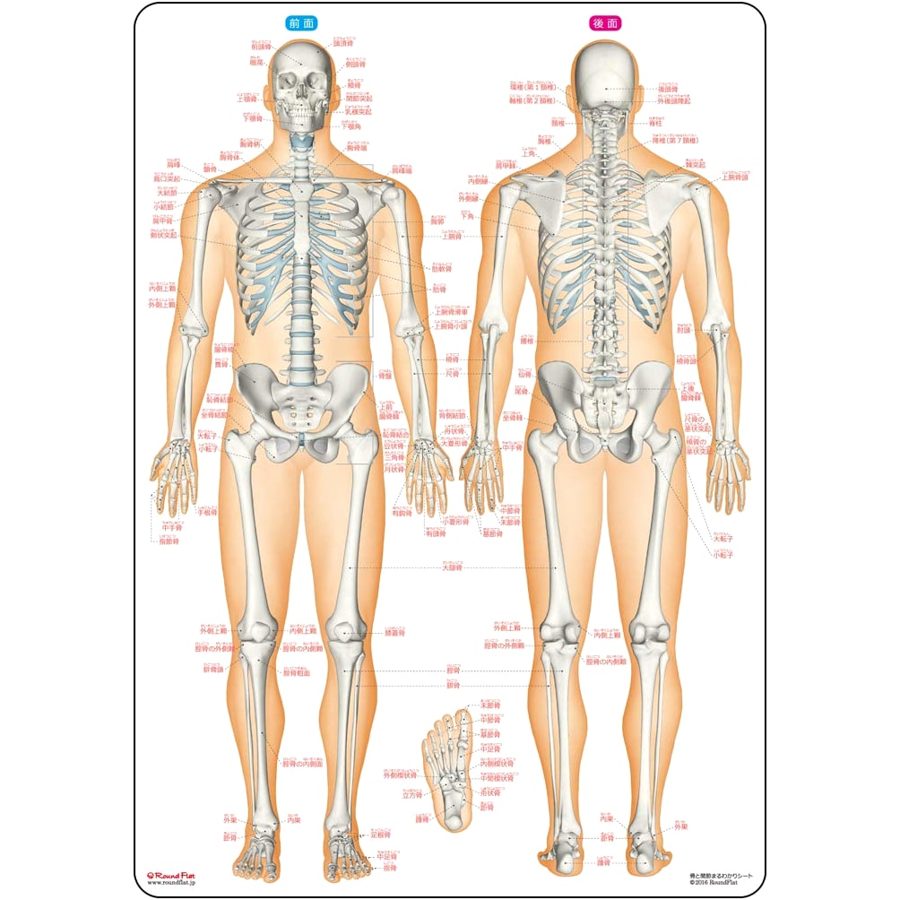 Bones & Joints Made Easy: A Comprehensive Human Anatomy Sheet