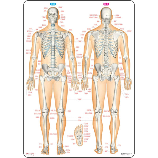 Bones & Joints Made Easy: A Comprehensive Human Anatomy Sheet