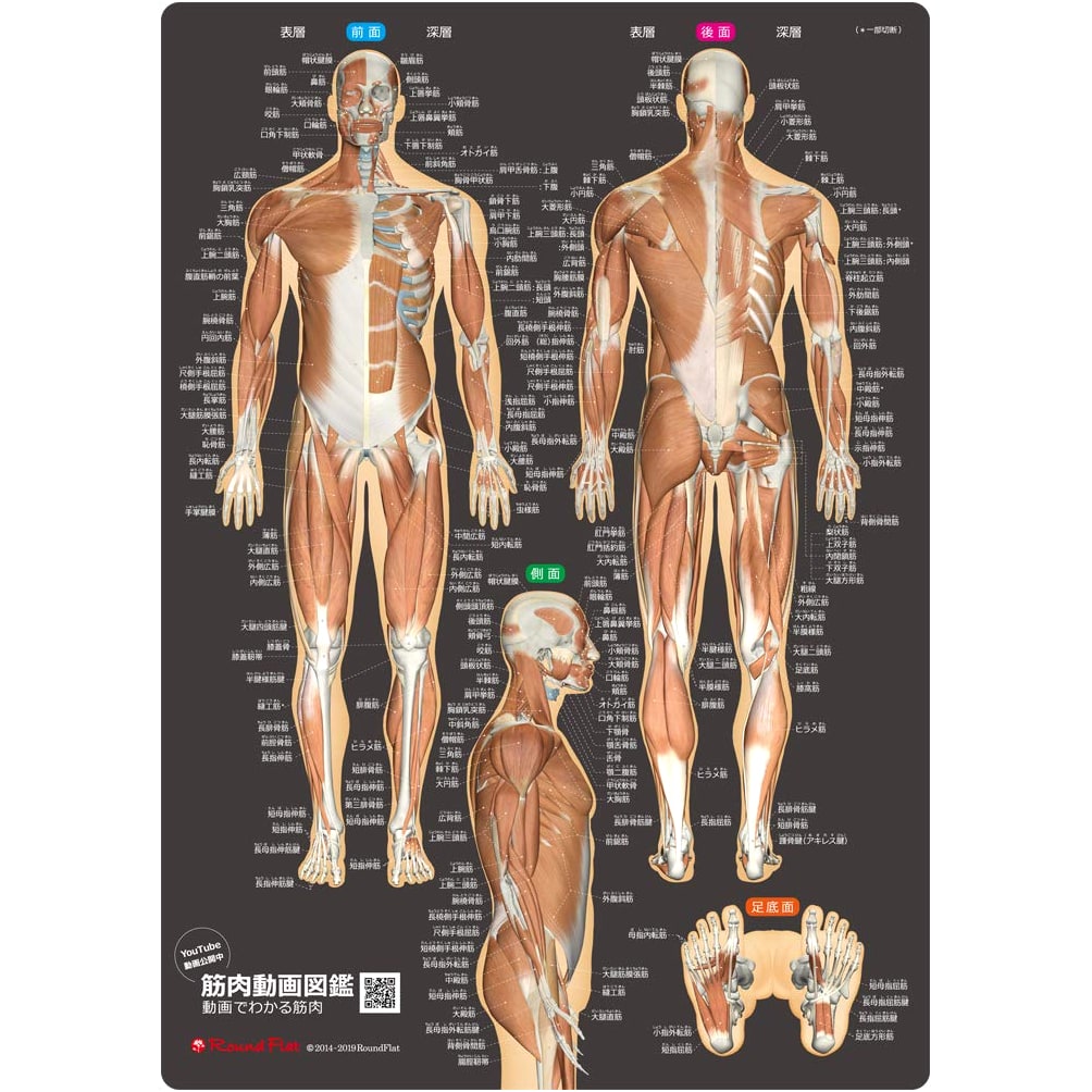 Muscle Reference Sheet Revised Edition with Muscle Name Furigana (Anatomy Reference Sheet)