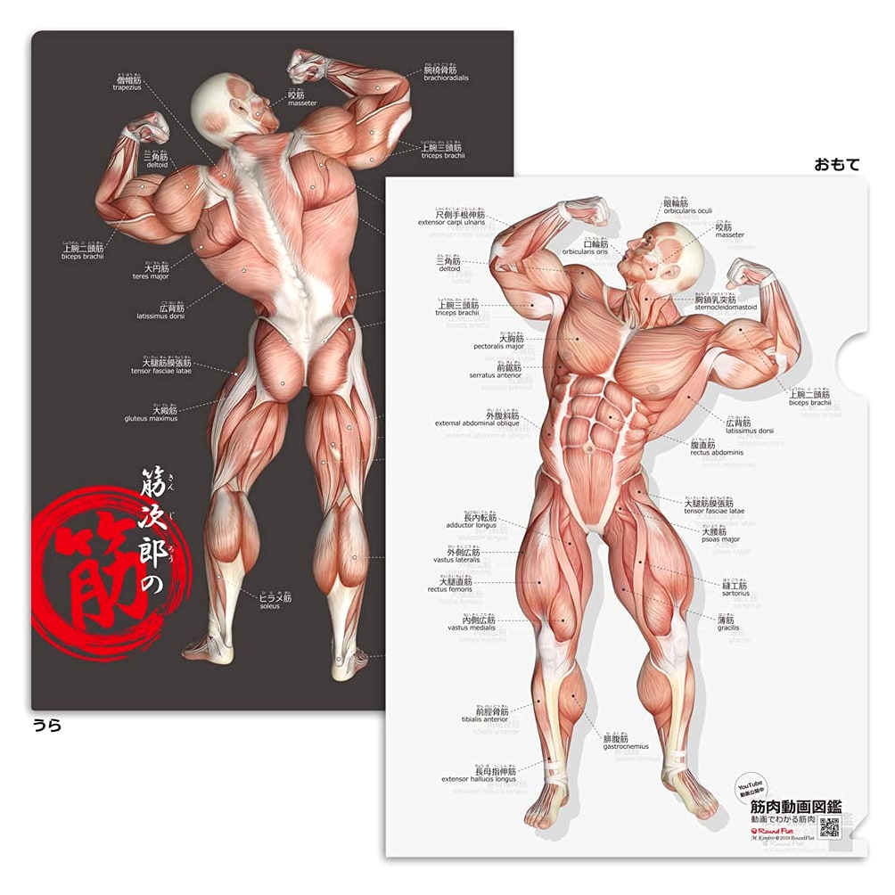 Kinjiro's Muscles Anatomy Clear File