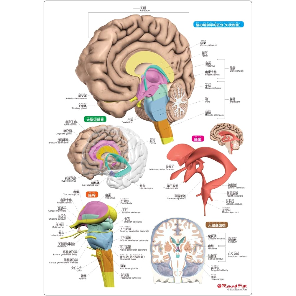 Brain Comprehension Sheet