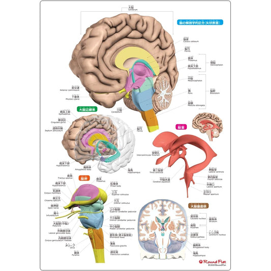 Brain Comprehension Sheet