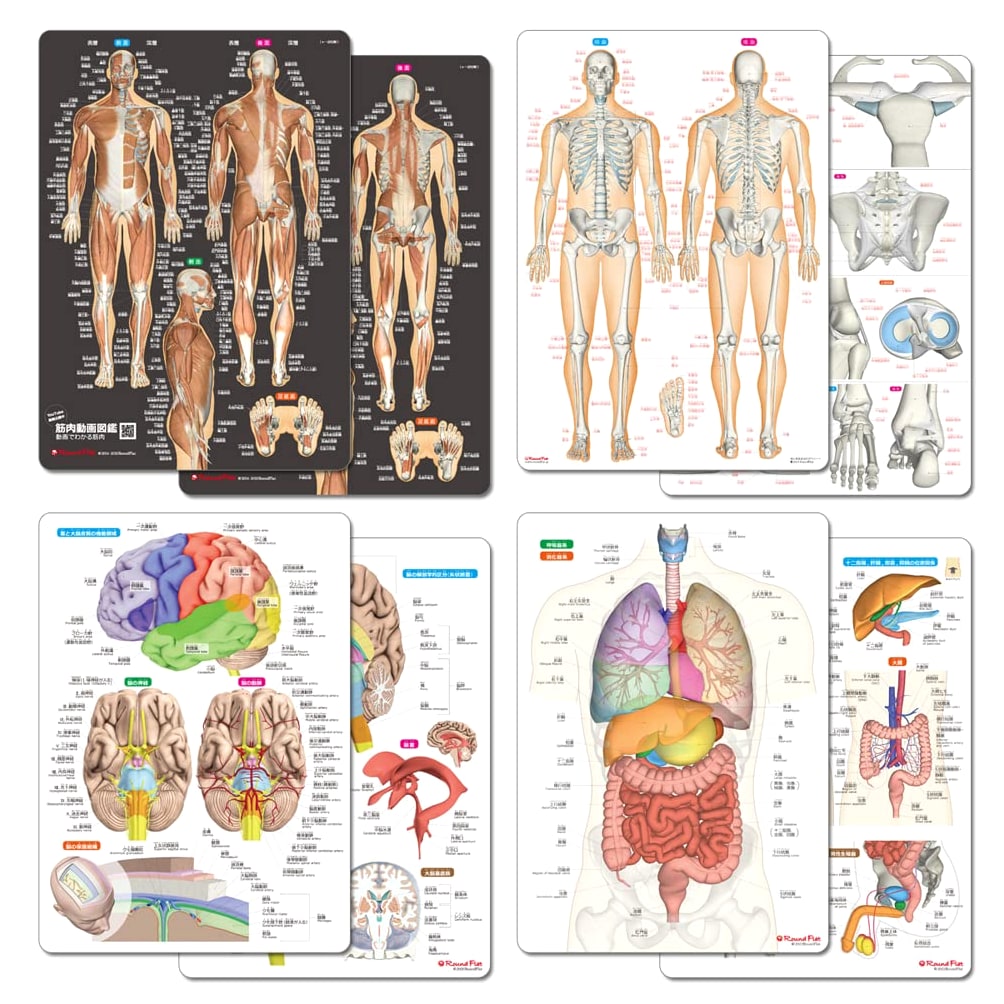 Human Body Anatomy Sheets: Muscles, Bones, Brain & Organs (4-Sheet Set)