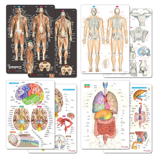 Human Body Anatomy Sheets: Muscles, Bones, Brain & Organs (4-Sheet Set)