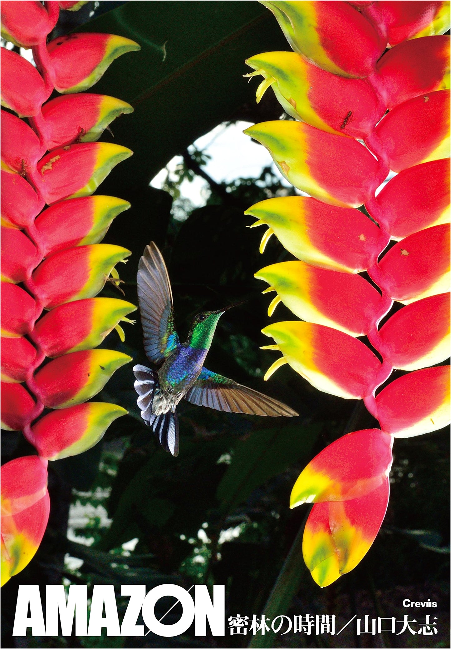 Amazon: Time in the Jungle (Unknown Author)