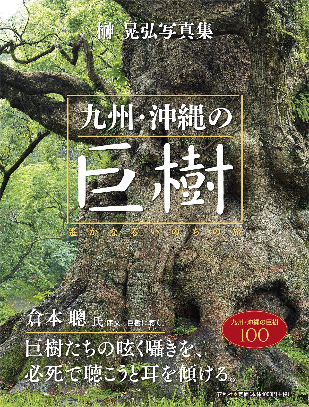 Giant Trees of Kyushu and Okinawa: A Journey of Distant Life