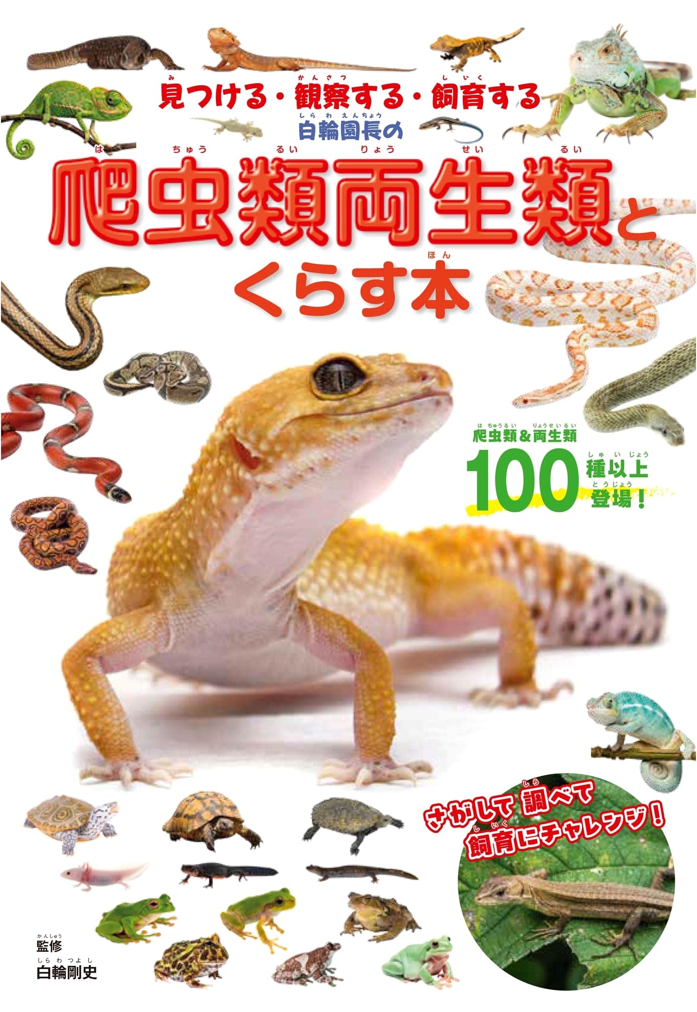 Director Shirawa's Guide to Reptile & Amphibian Care