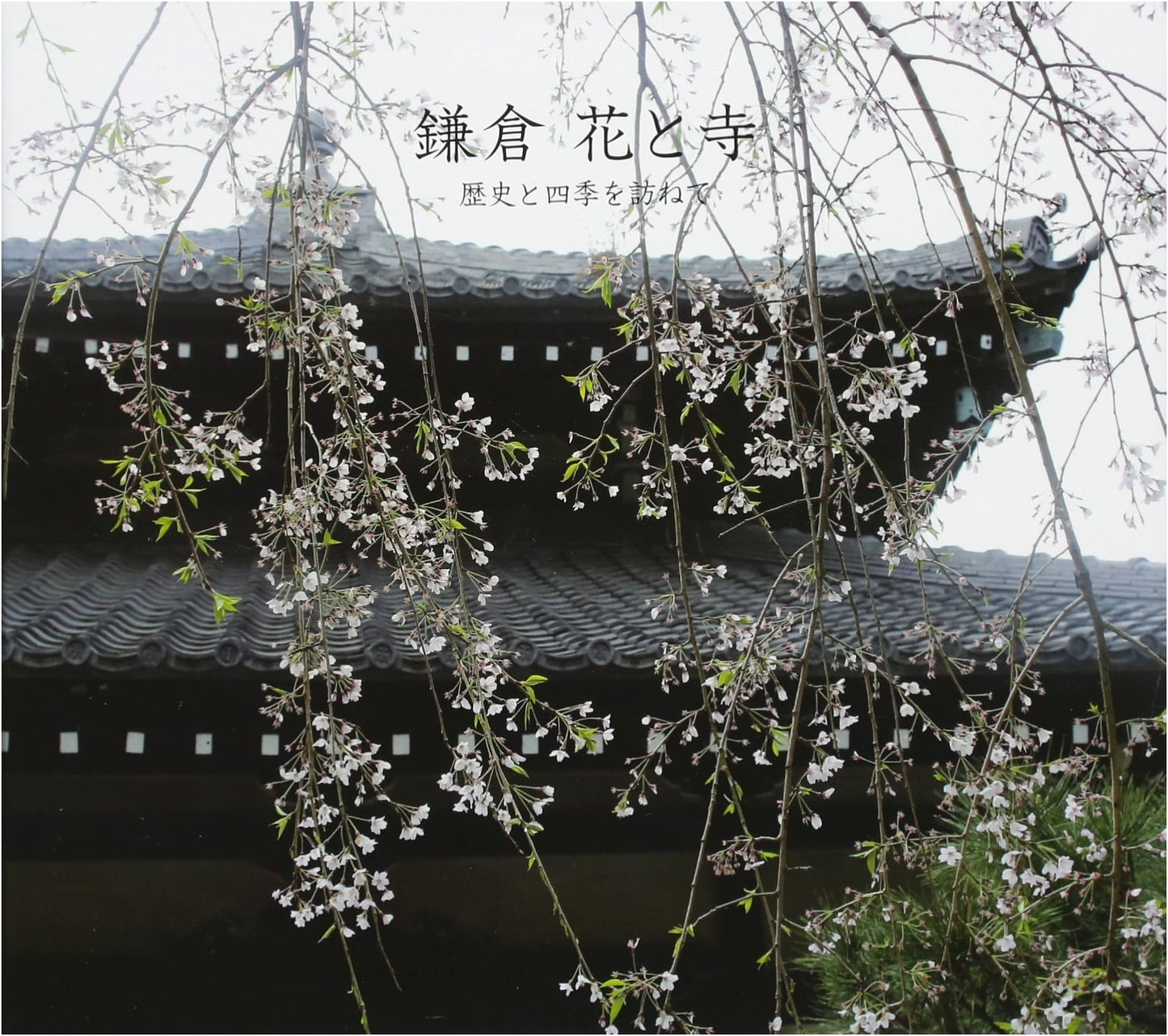 Kamakura: Flowers, Temples, and Seasons of History